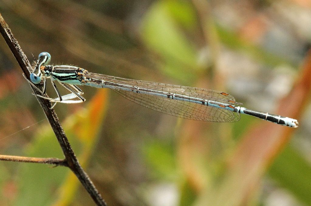 Platycnemis latipes maschio?